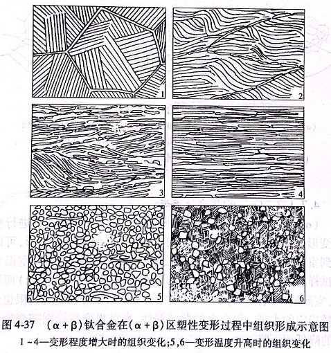 （α+β）鈦合金在（α+β）區(qū)塑性變形過(guò)程中組織形成示意圖